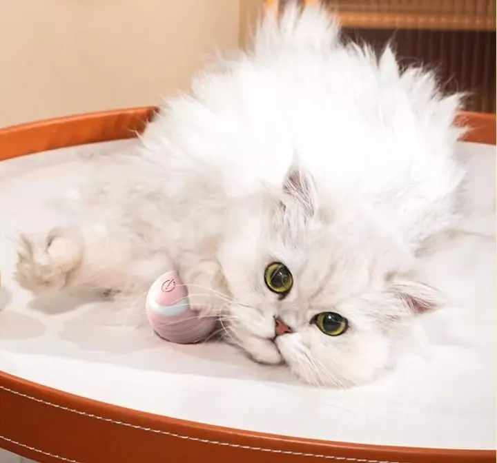 Automated Cat Ball
