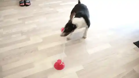 Dog playing with suction cup toy