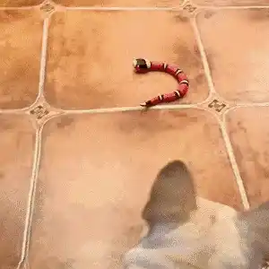 Interactive cat toy