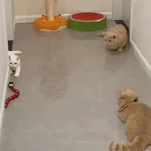 Playful cat